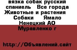 вязка собак русский спаниель - Все города Животные и растения » Собаки   . Ямало-Ненецкий АО,Муравленко г.